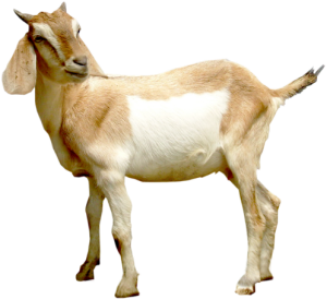 Kambing Abusro Aqiqah